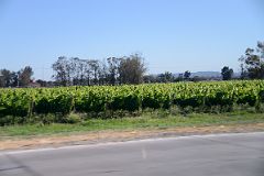 01 The First View Of A Vineyard Was On The Road Next To The Mendoza Airport.jpg